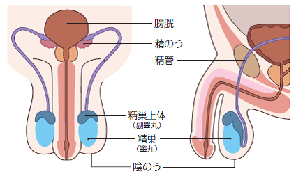 精巣がんのリスクがあるのは誰ですか?